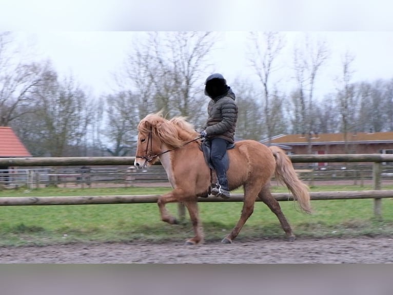 Caballos islandeses Yegua 9 años 147 cm Bayo in Altenberge