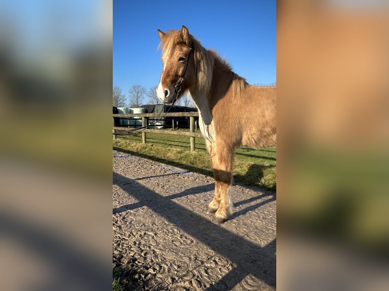 Caballos islandeses Yegua 9 años 147 cm Bayo in Altenberge