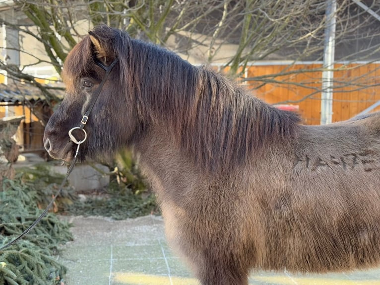 Caballos islandeses Yegua 9 años 148 cm Bayo in Lochen am See