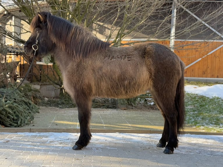 Caballos islandeses Yegua 9 años 148 cm Bayo in Lochen am See