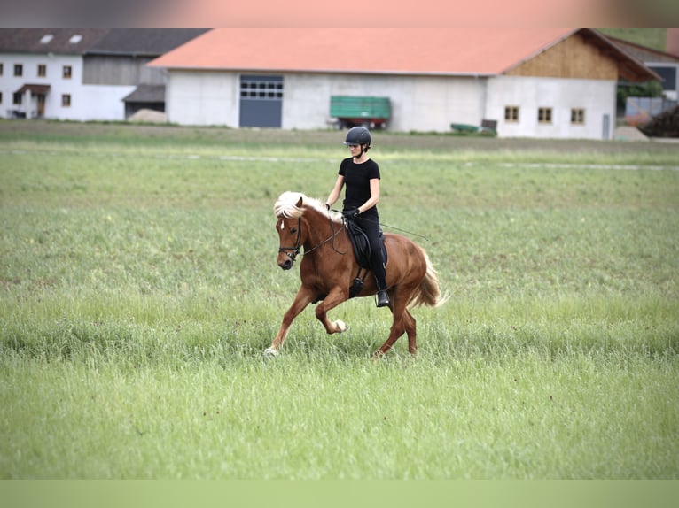 Caballos islandeses Yegua 9 años 152 cm Alazán in Ebersberg