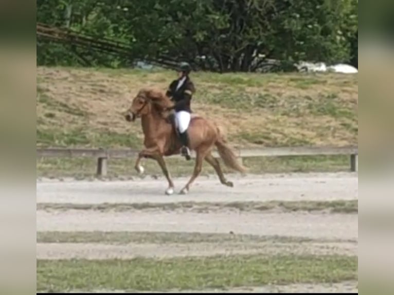 Caballos islandeses Yegua 9 años Alazán in Stapelfeld