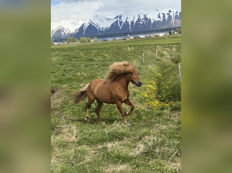 Caballos islandeses Yegua 9 años Alazán in Dalvík