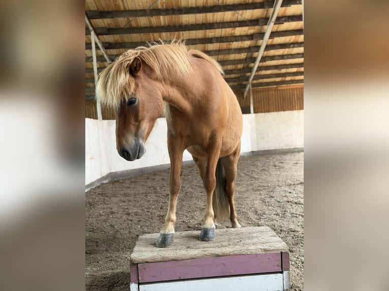 Caballos islandeses Yegua 9 años Alazán in Dalvík