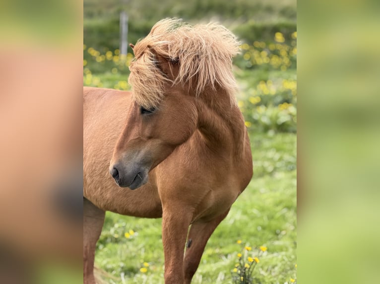 Caballos islandeses Yegua 9 años Alazán in Dalvík