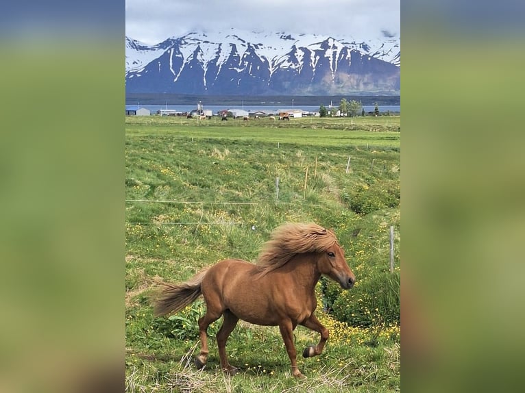 Caballos islandeses Yegua 9 años Alazán in Dalvík