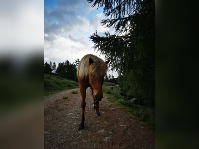 Caballos islandeses Yegua 9 años Bayo in Rennweg am Katschberg