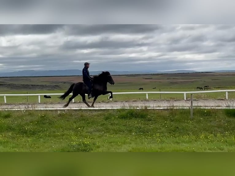 Caballos islandeses Yegua 9 años Negro in Straßwalchen