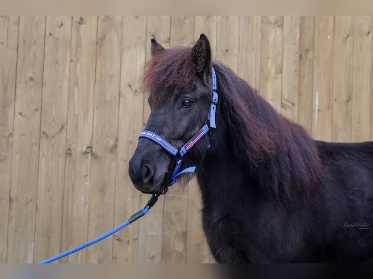 Caballos islandeses Yegua 9 años Negro in Straßwalchen