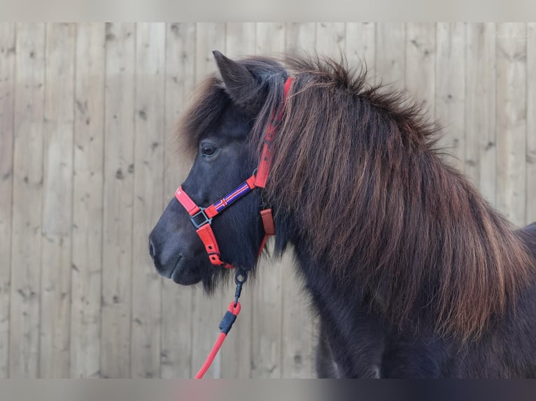 Caballos islandeses Yegua 9 años Negro in Straßwalchen