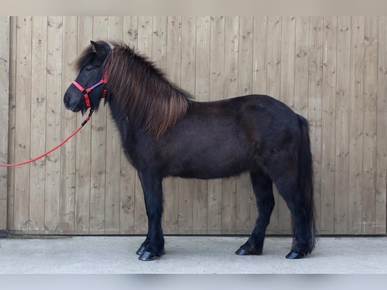 Caballos islandeses Yegua 9 años Negro in Straßwalchen