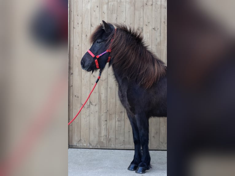 Caballos islandeses Yegua 9 años Negro in Straßwalchen