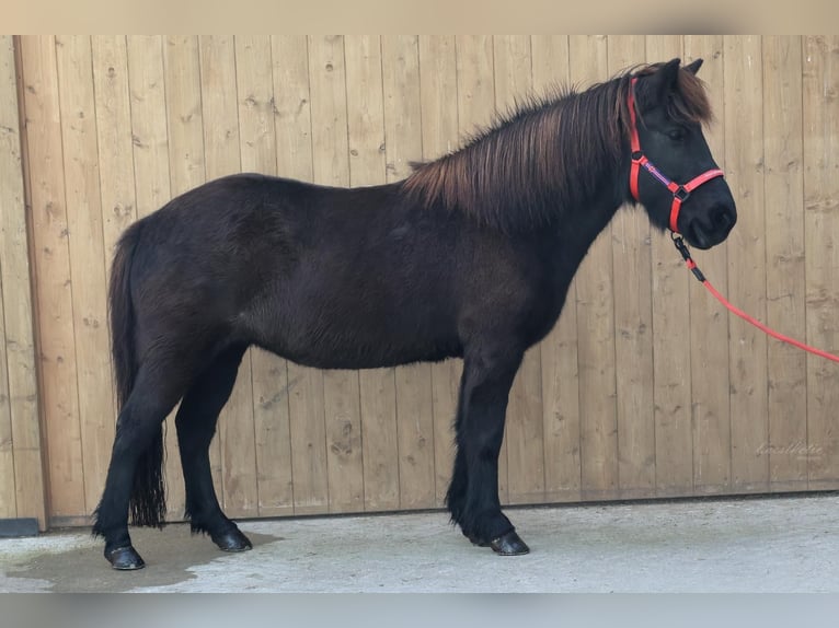 Caballos islandeses Yegua 9 años Negro in Straßwalchen