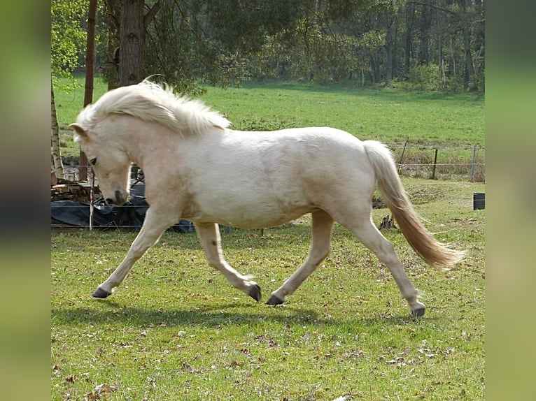 Caballos islandeses Yegua 9 años Palomino in Neustadt am Rübenberge