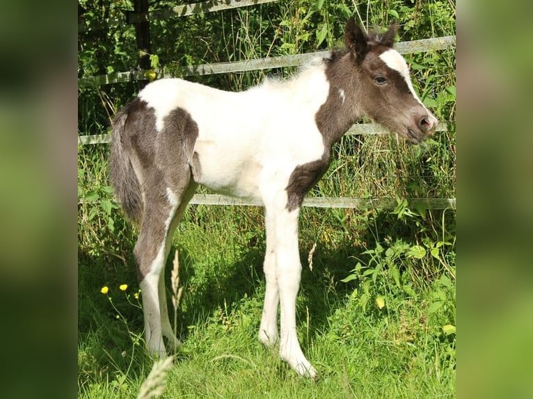 Caballos islandeses Yegua  139 cm Pío in Saarland