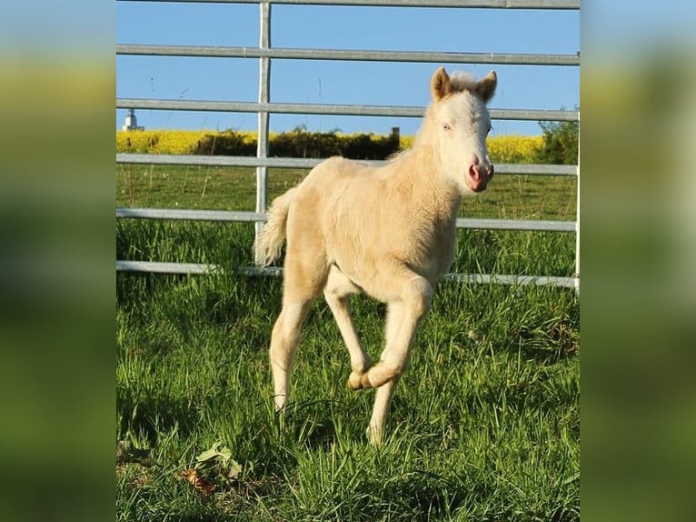 Caballos islandeses Yegua Potro (04/2026) 140 cm Bayo in Saarland