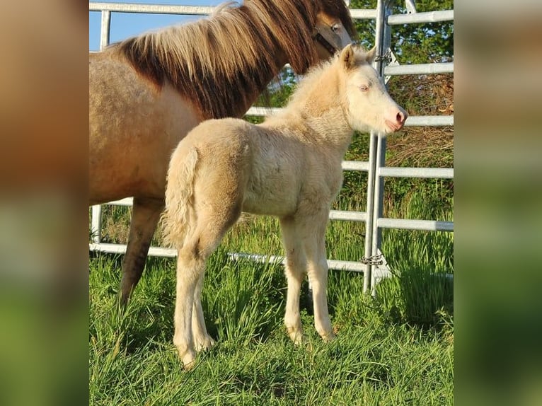 Caballos islandeses Yegua Potro (04/2026) 140 cm Bayo in Saarland
