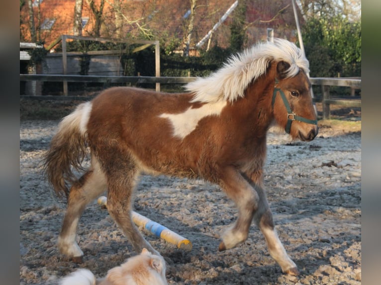 Caballos islandeses Yegua Potro (05/2025) 140 cm Pío in Südlohn