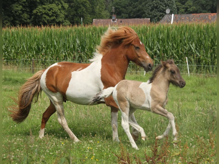 Caballos islandeses Yegua Potro (06/2025) 140 cm Pío in S&#xFC;dlohn
