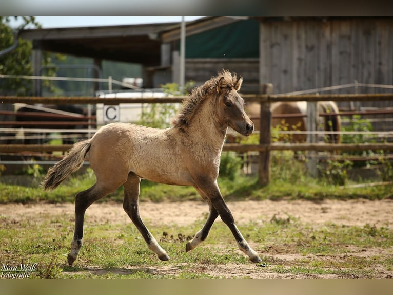 Caballos islandeses Yegua Potro (05/2025) 144 cm Bayo in Lauterhofen
