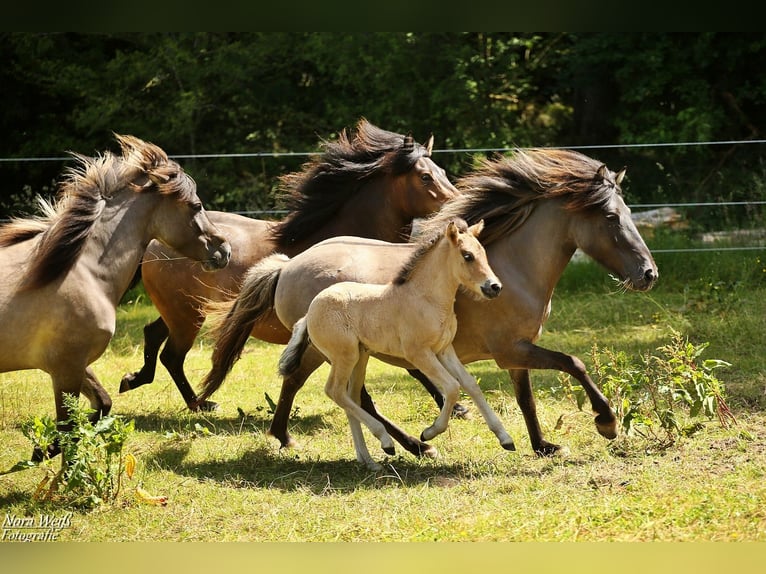 Caballos islandeses Yegua  144 cm Bayo in Lauterhofen