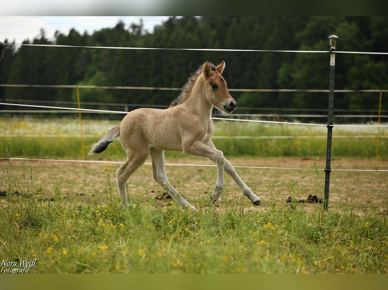 Caballos islandeses Yegua  144 cm Bayo in Lauterhofen