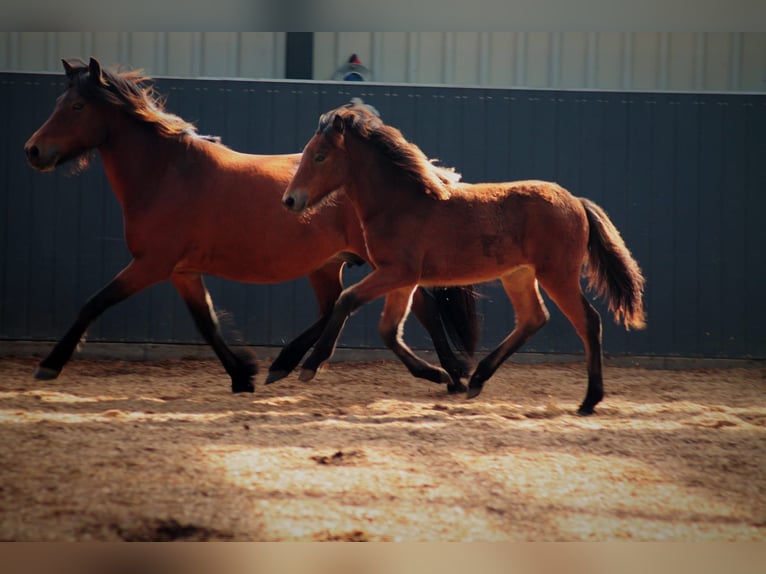 Caballos islandeses Yegua Potro (03/2025) 145 cm Castaño in Seedorf