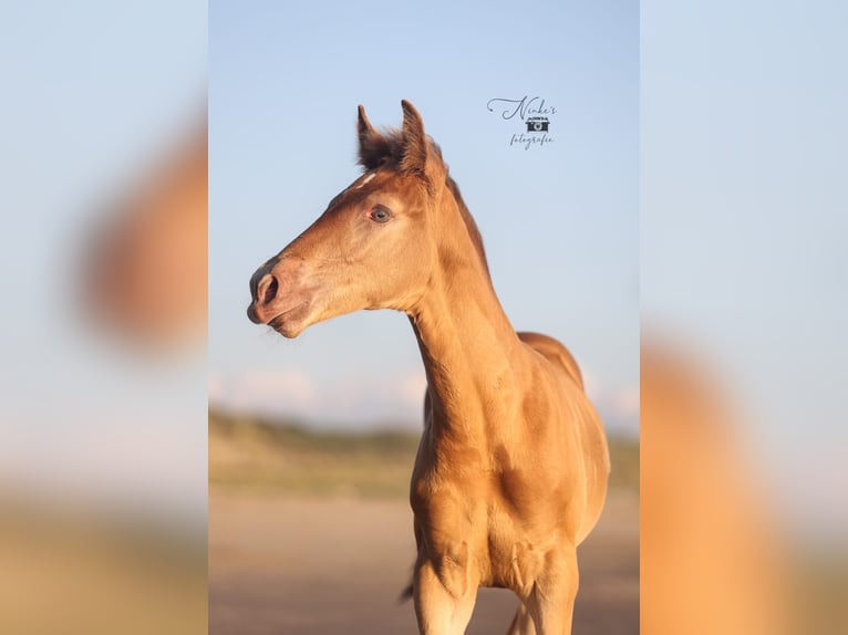 Caballos islandeses Mestizo Yegua Potro (05/2025) 155 cm Champán in Tuitjenhorn