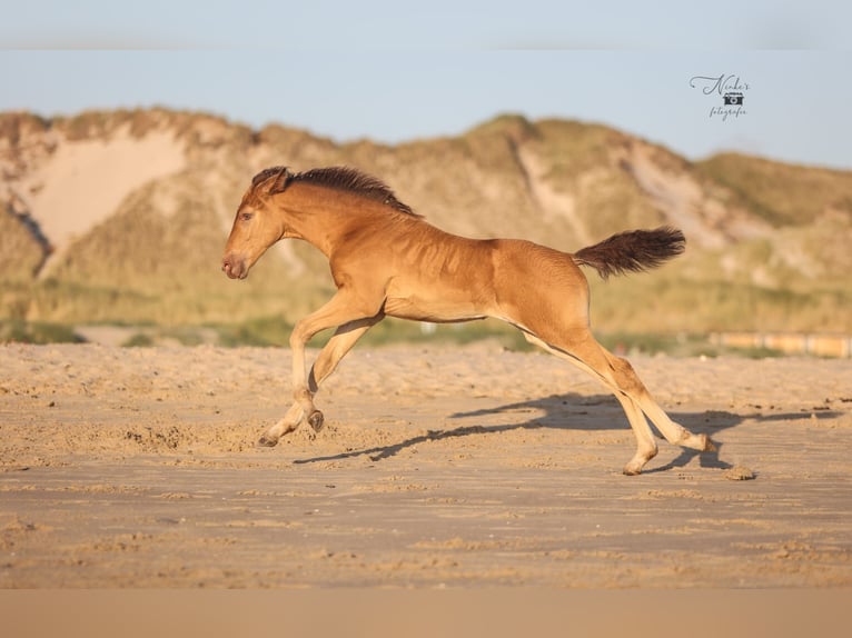 Caballos islandeses Mestizo Yegua Potro (05/2025) 155 cm Champán in Tuitjenhorn