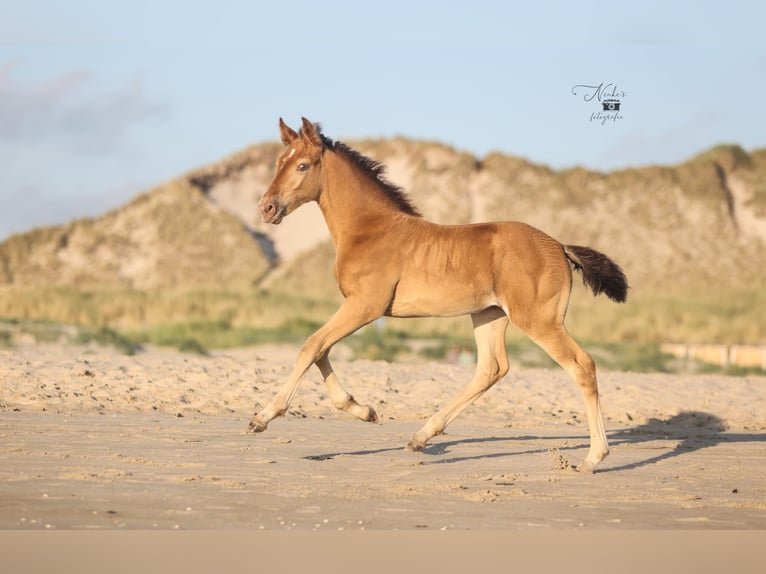 Caballos islandeses Mestizo Yegua Potro (05/2025) 155 cm Champán in Tuitjenhorn