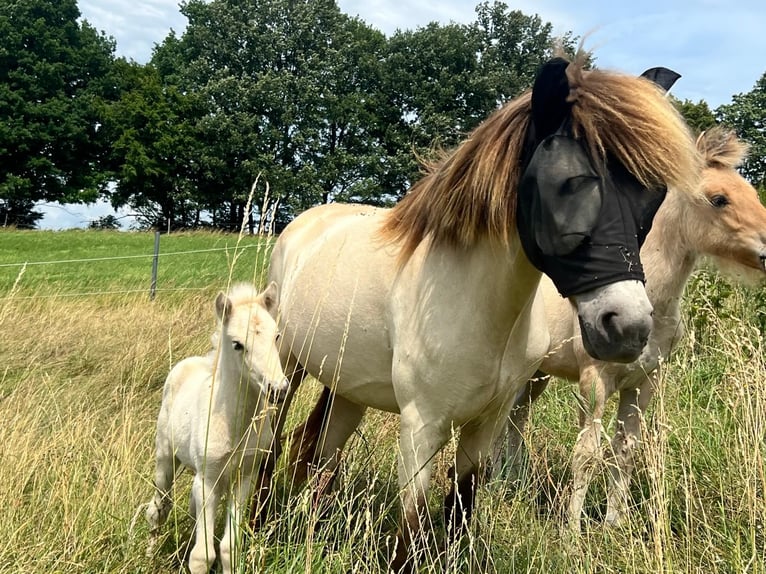 Caballos islandeses Yegua Potro (01/2025) in w&#xF6;llersdorf