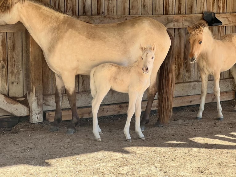 Caballos islandeses Yegua Potro (01/2025) in w&#xF6;llersdorf