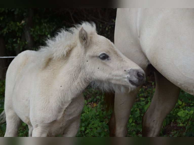 Caballos islandeses Yegua Potro (01/2025) in w&#xF6;llersdorf