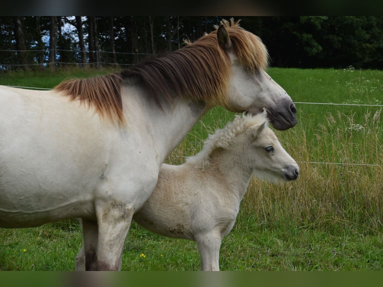Caballos islandeses Yegua Potro (01/2025) in w&#xF6;llersdorf