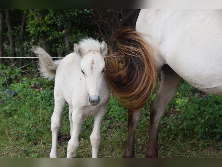 Caballos islandeses Yegua Potro (01/2025) in w&#xF6;llersdorf