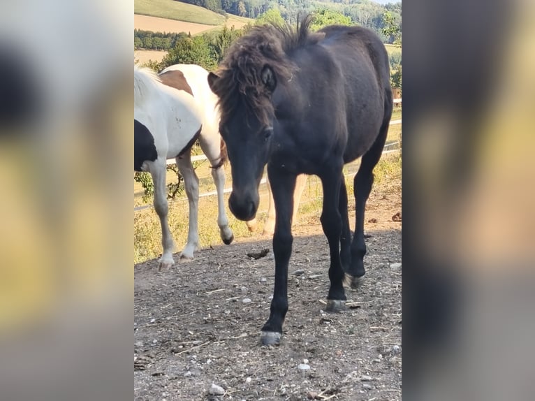 Caballos islandeses Yegua Potro (03/2026)  in St. Peter in der Au-Dorf