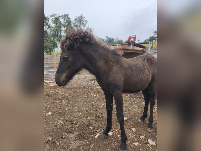 Caballos islandeses Yegua Potro (03/2026)  in St. Peter in der Au-Dorf