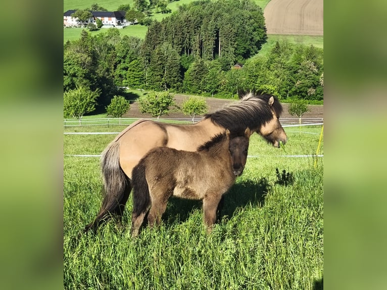 Caballos islandeses Yegua Potro (03/2026)  in St. Peter in der Au-Dorf