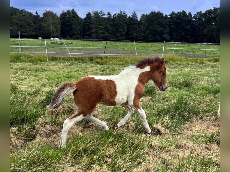 Caballos islandeses Yegua Potro (07/2026) Pío in Neustadt am Rübenberge