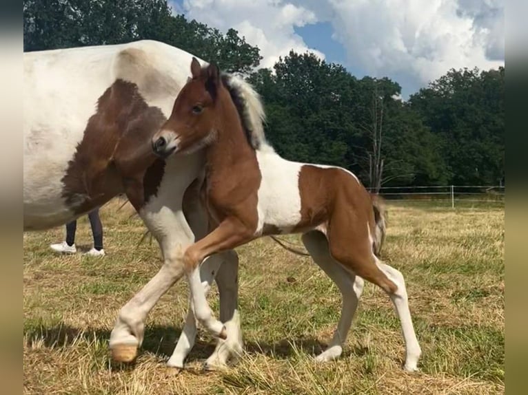 Caballos islandeses Yegua Potro (07/2026) Pío in Neustadt am Rübenberge