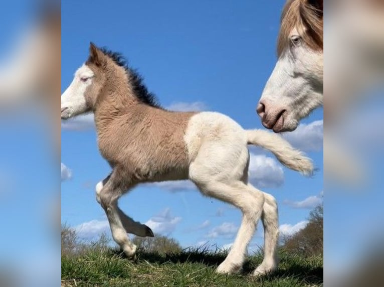 Caballos islandeses Yegua Potro (04/2026) Pío in Neustadt am Rübenberge