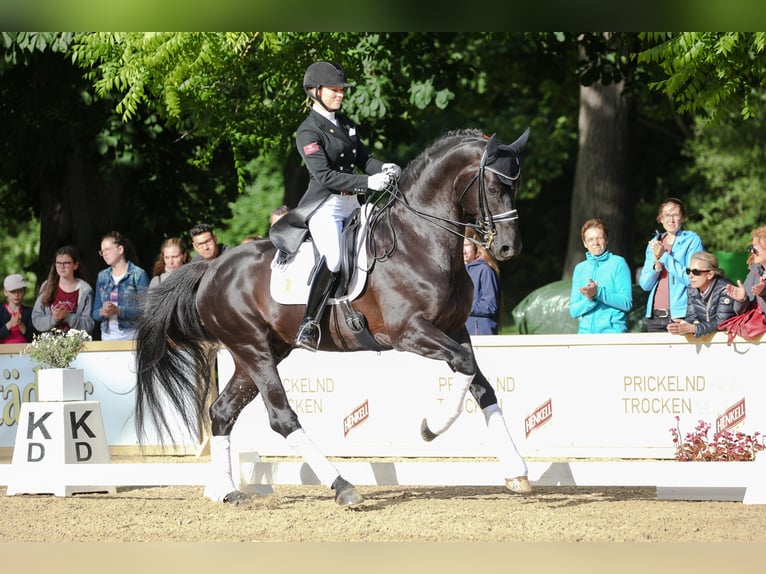 CADEAU NOIR Hanoverian Stallion Black in Werder