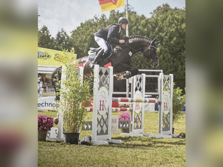 Cafe‘s Don Rubin Oldenburger Hengst Dunkelbrauner in Bramsche