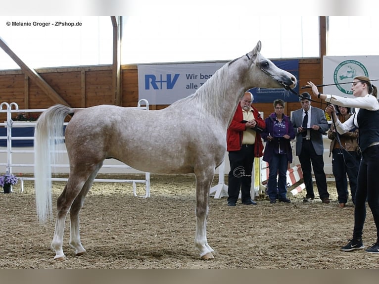 CAMAR QBINEC Arabian horses Stallion Gray in Bad Oldesloe