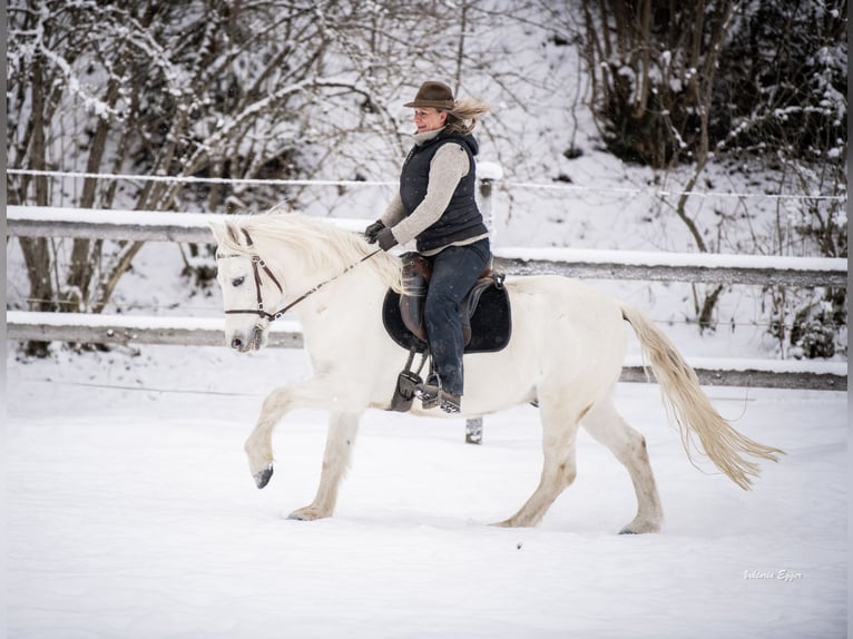 Camargue Castrone 10 Anni 145 cm Grigio in Scheffau am Wilden Kaiser