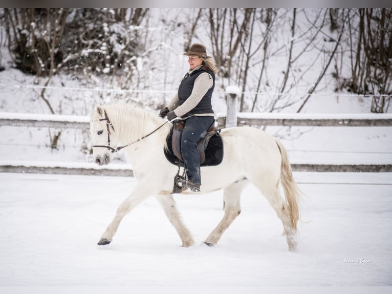 Camargue Castrone 10 Anni 145 cm Grigio in Scheffau am Wilden Kaiser