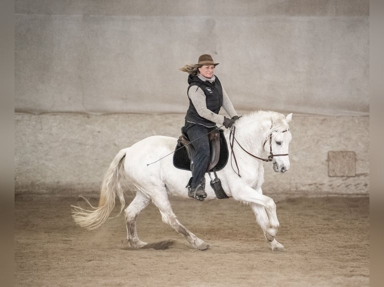 Camargue Castrone 10 Anni 145 cm Grigio in Scheffau am Wilden Kaiser