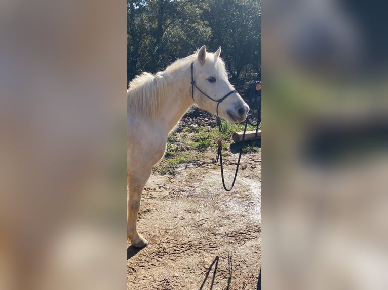 Camargue Castrone 12 Anni 143 cm  in Laroque-de-Fa