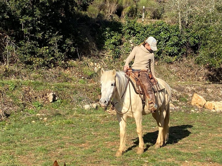 Camargue Castrone 12 Anni 143 cm  in Laroque-de-Fa