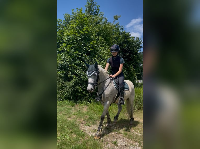 Camargue Mix Castrone 13 Anni 138 cm Grigio pezzato in Gempen